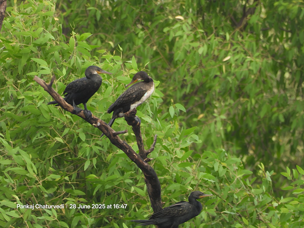 Indian Cormorant - ML638178445