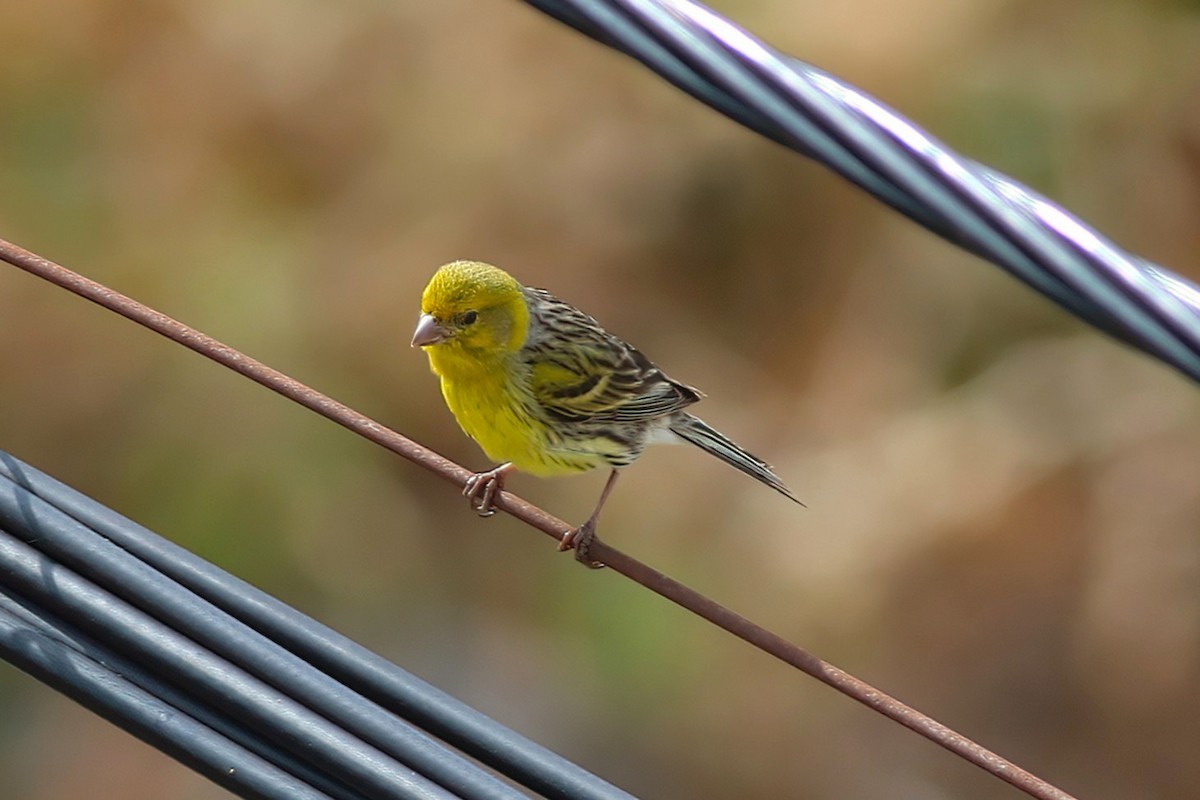 Island Canary - ML638178451