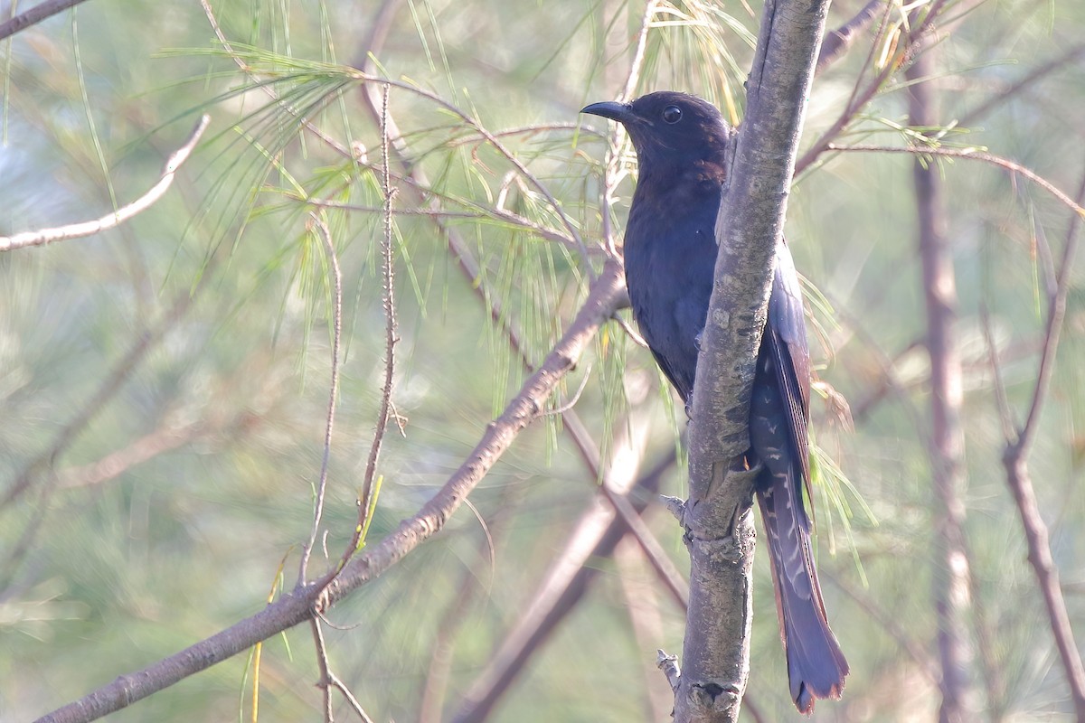 Square-tailed Drongo-Cuckoo - ML638178462