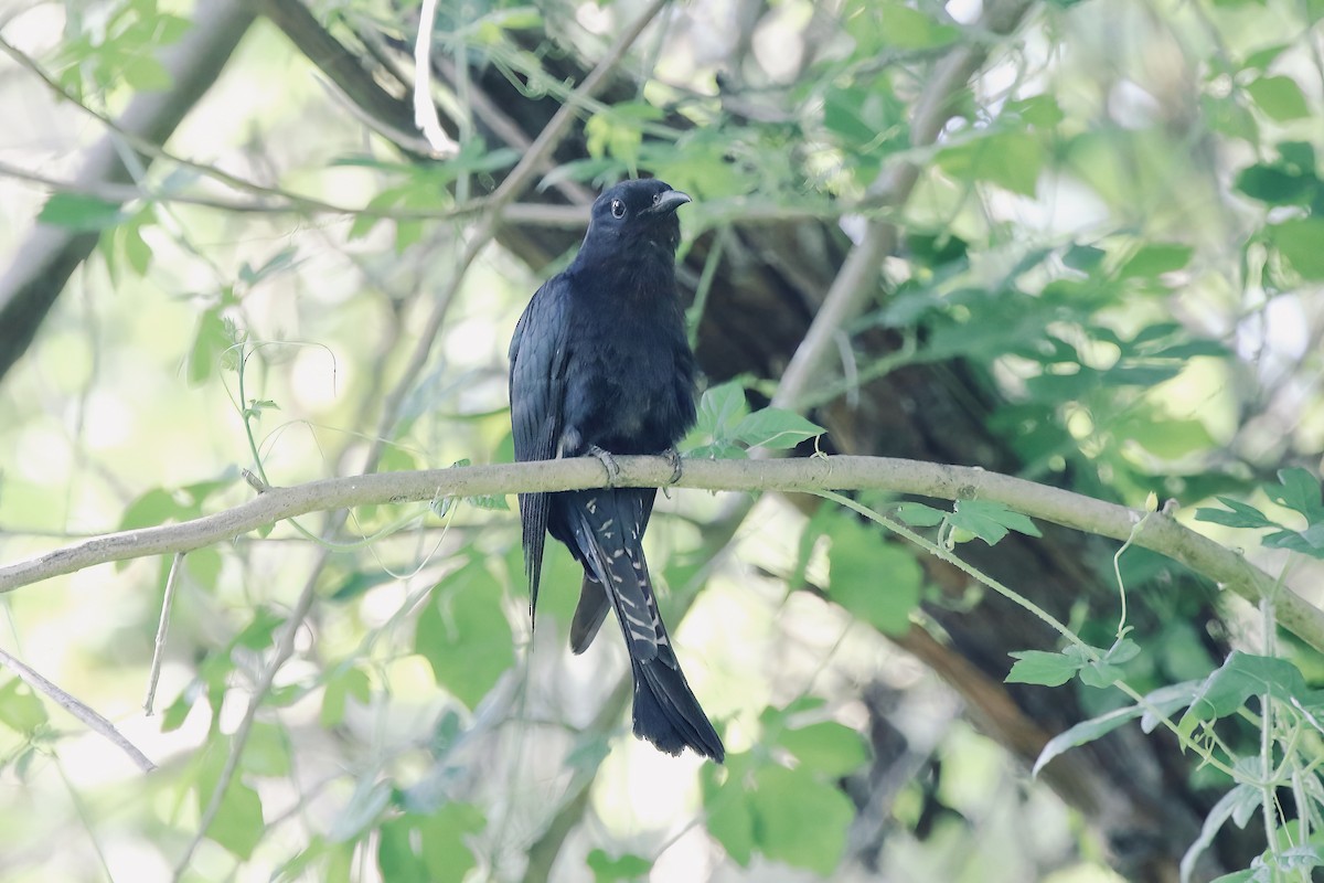 Square-tailed Drongo-Cuckoo - ML638178464