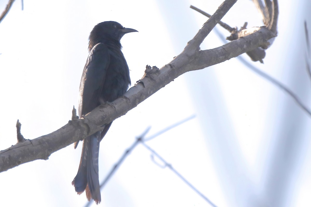 Square-tailed Drongo-Cuckoo - ML638178465