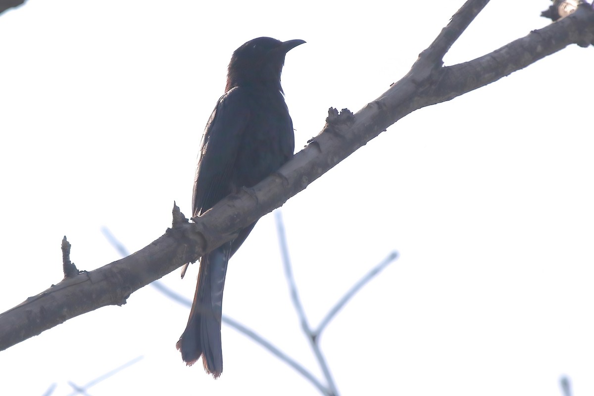 Square-tailed Drongo-Cuckoo - ML638178466