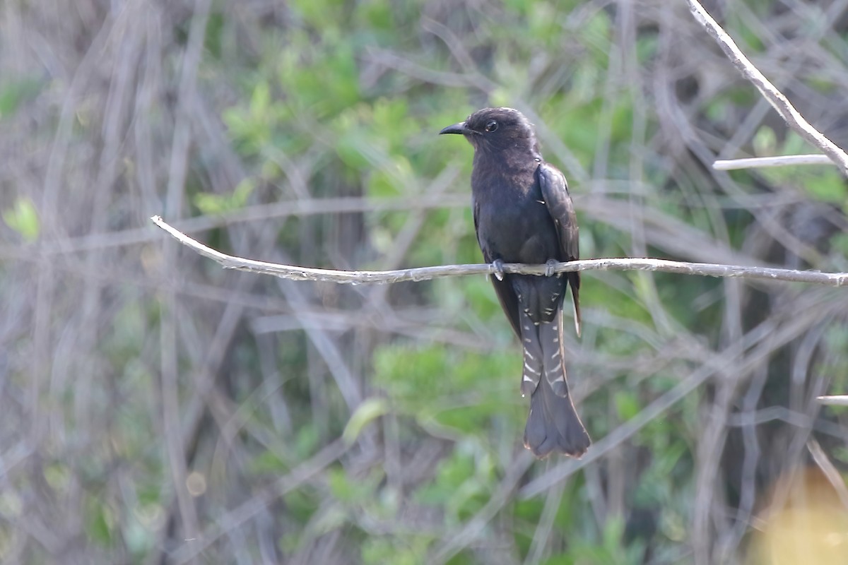 Square-tailed Drongo-Cuckoo - ML638178467