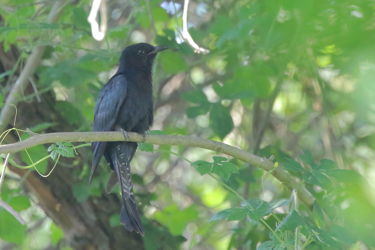 Square-tailed Drongo-Cuckoo - ML638178468