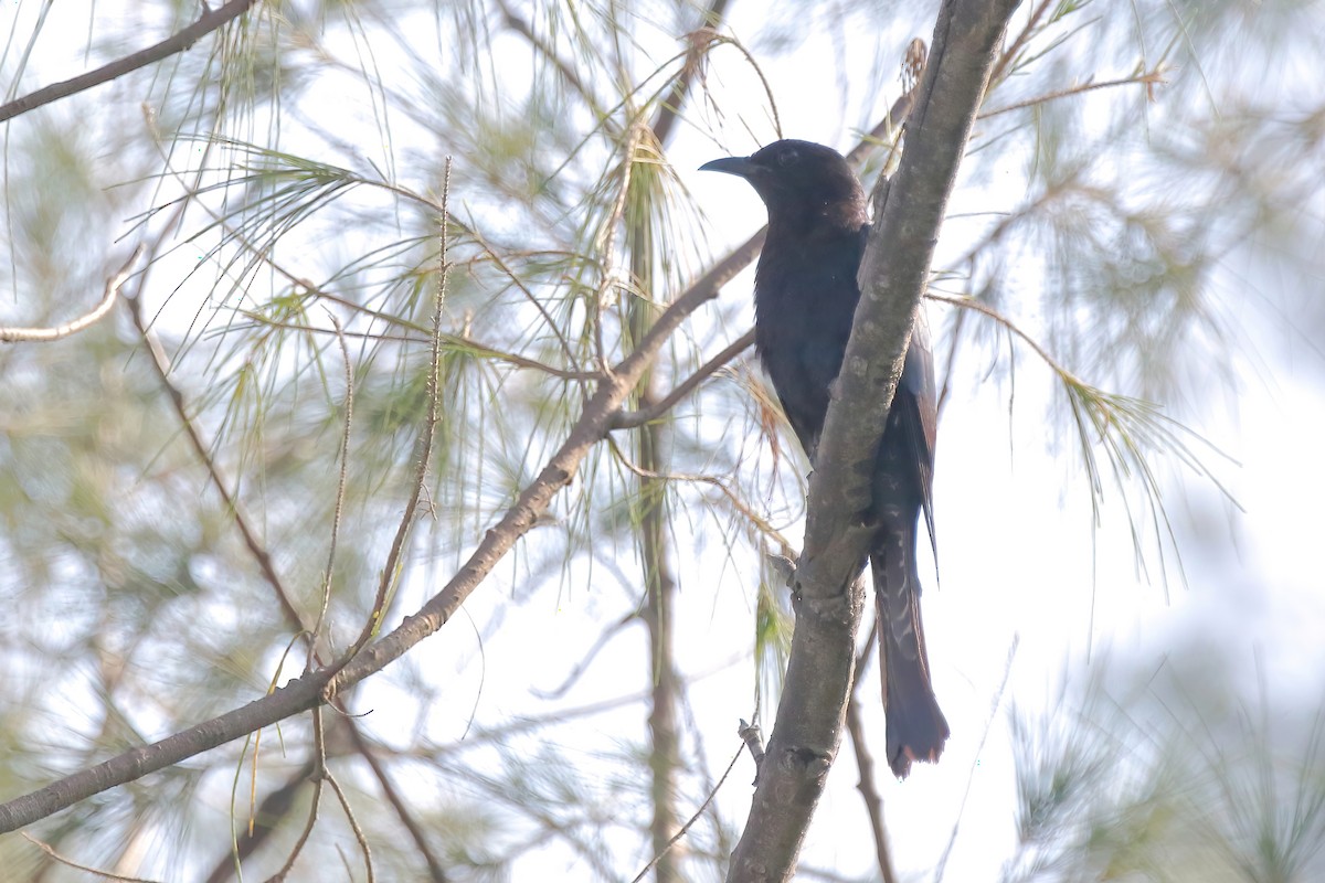 Square-tailed Drongo-Cuckoo - ML638178470