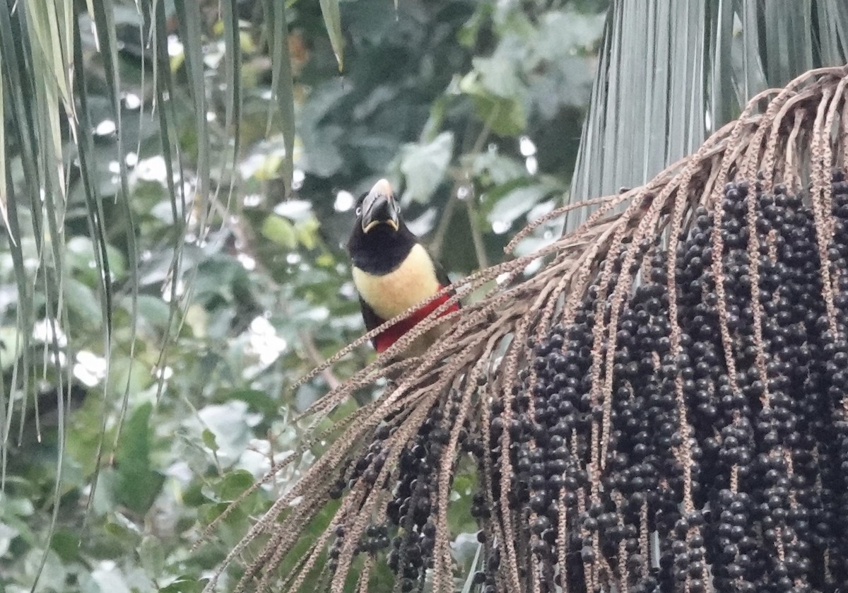 Chestnut-eared Aracari - ML638178496