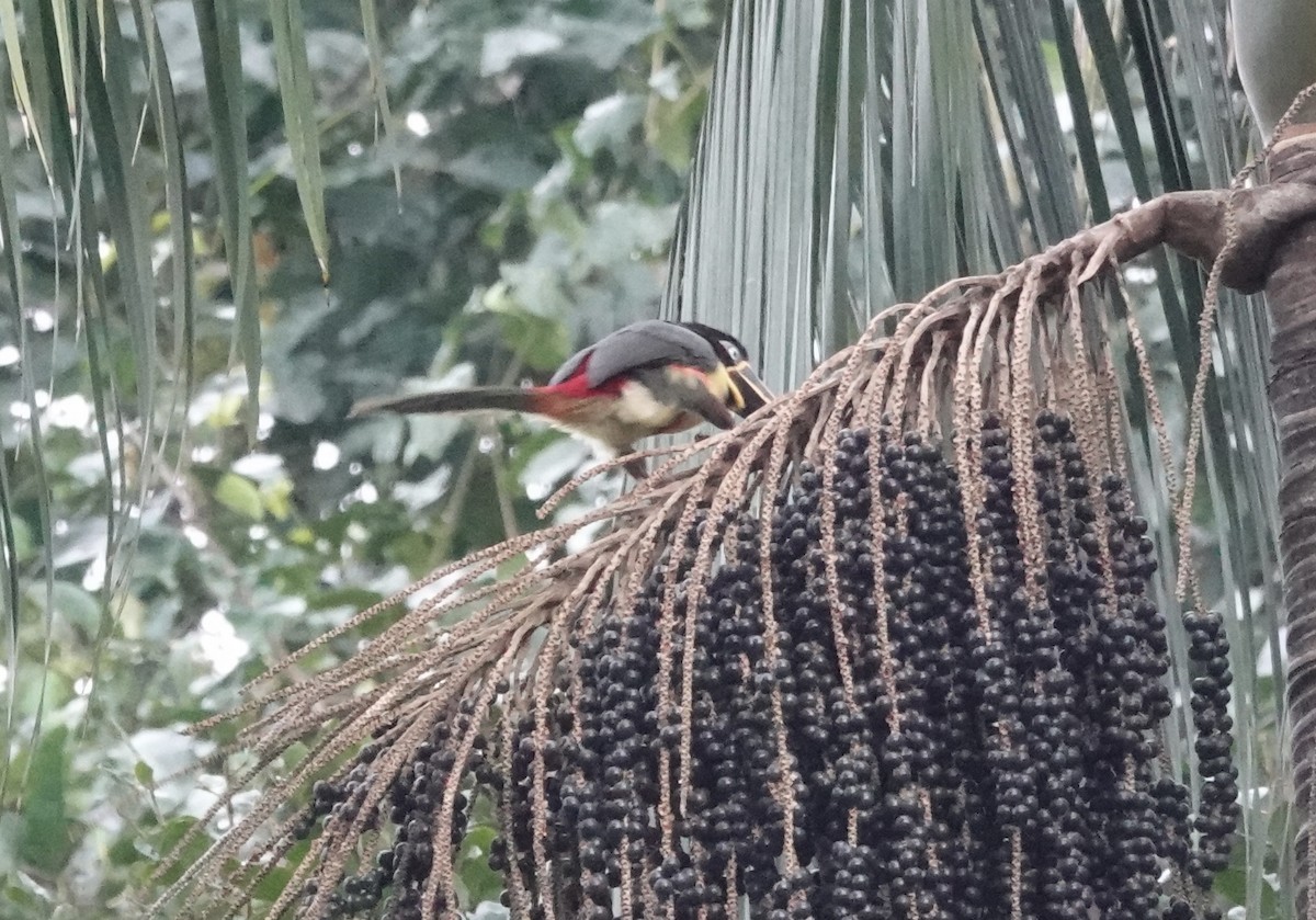 Chestnut-eared Aracari - ML638178497