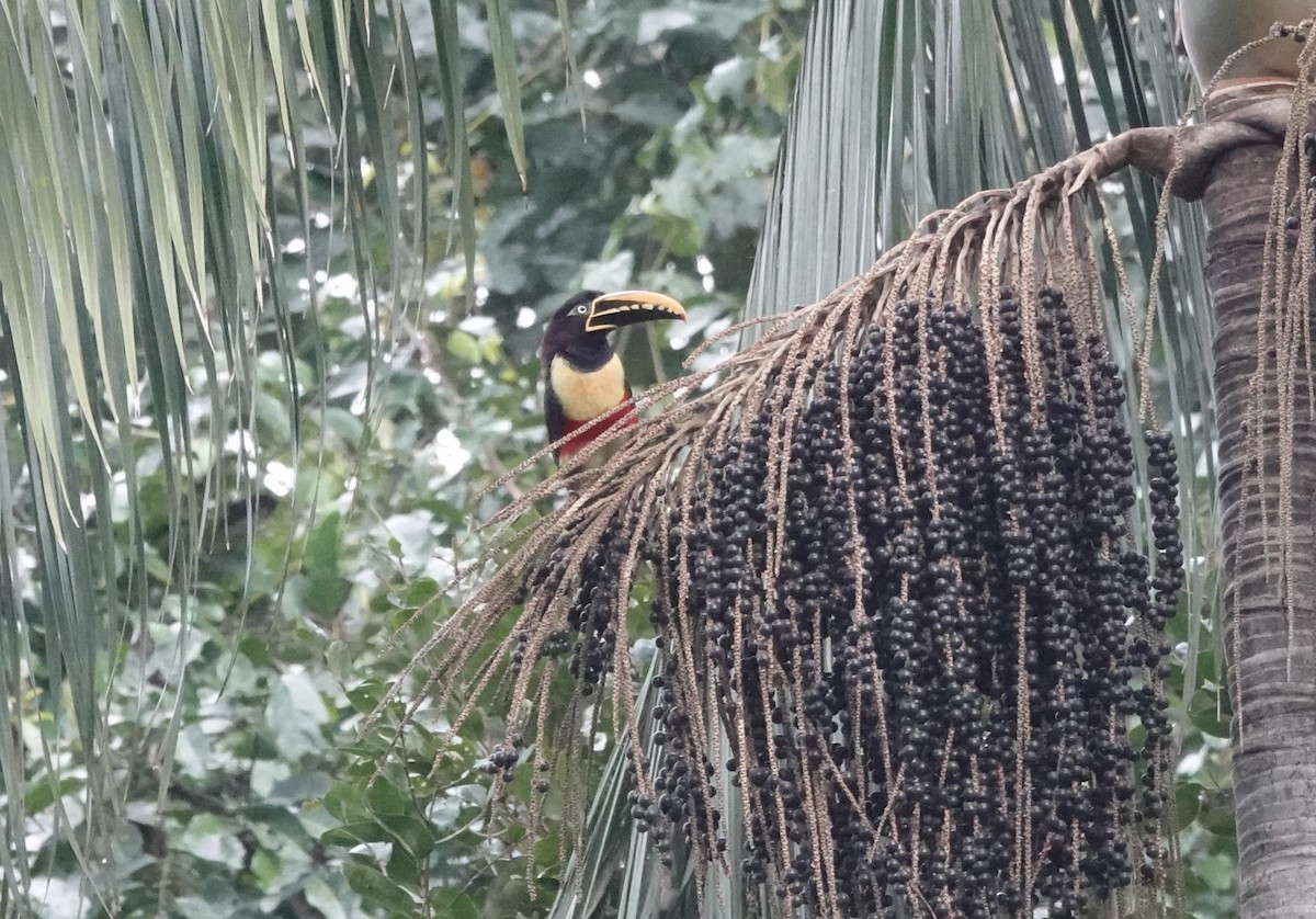 Chestnut-eared Aracari - ML638178498