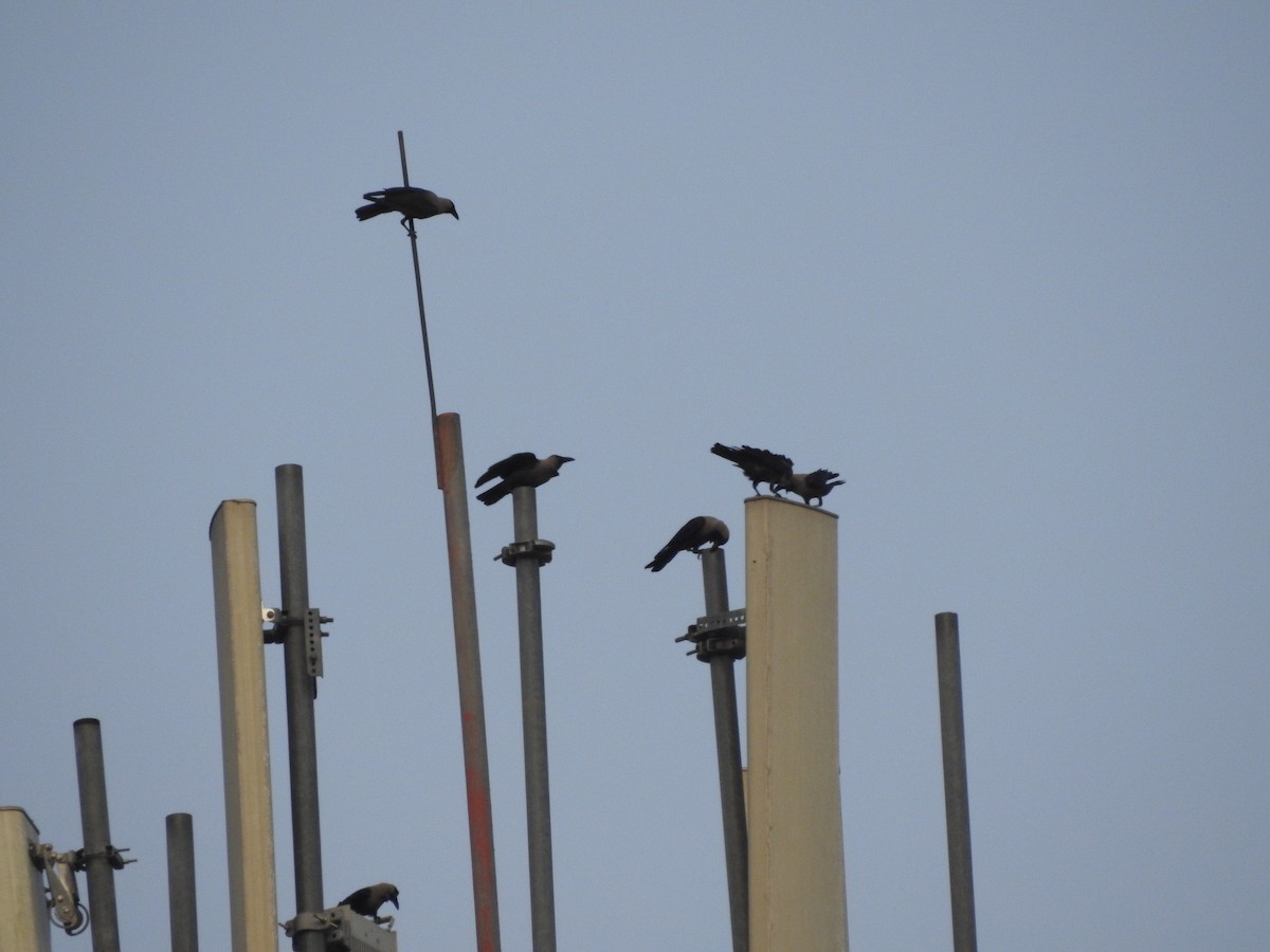 House Crow - ML638178500