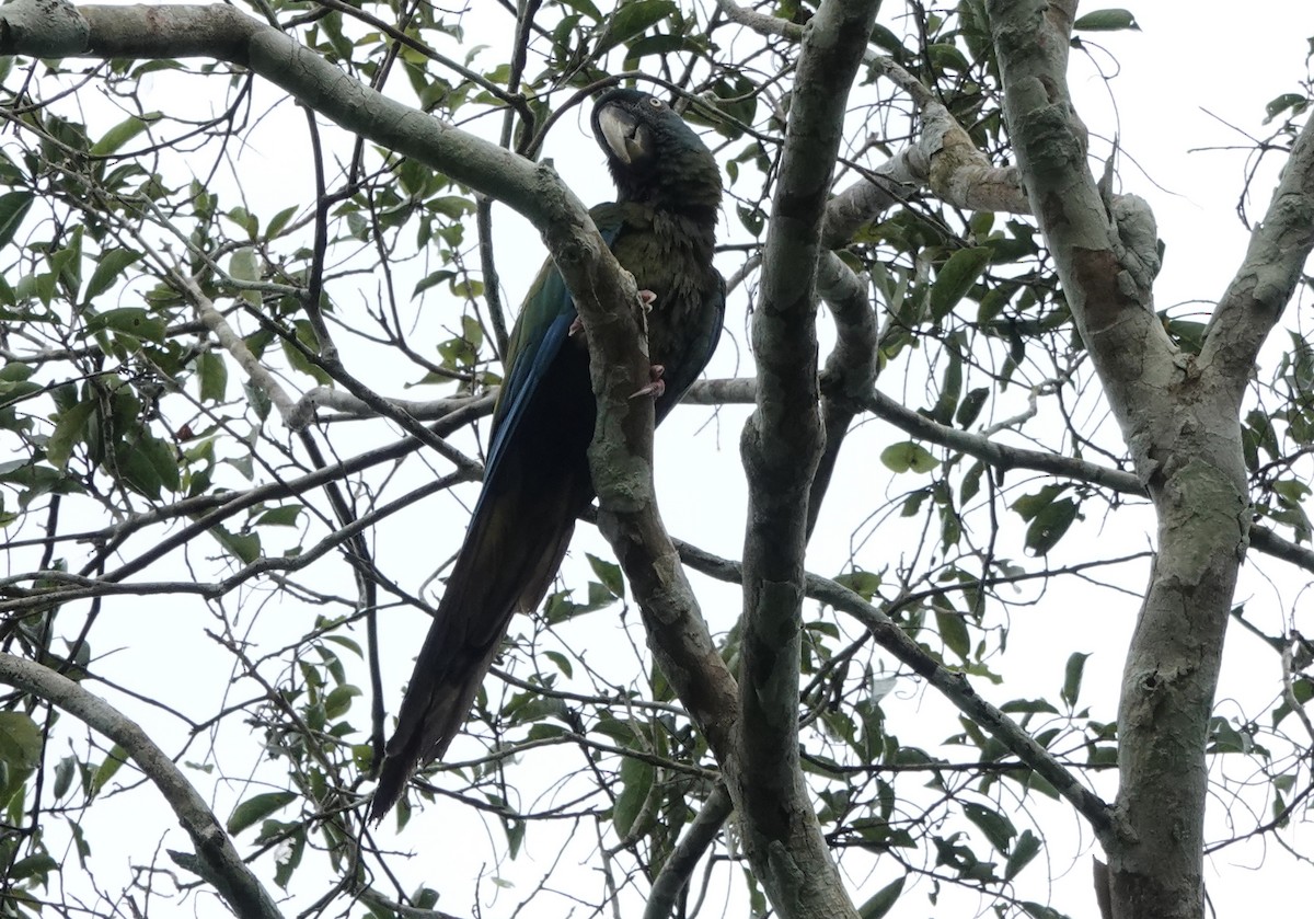 Blue-headed Macaw - ML638178510
