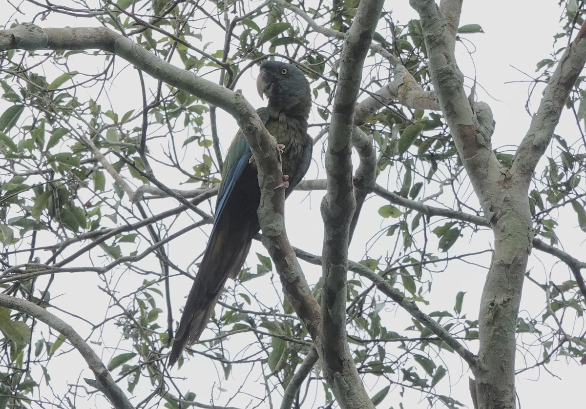 Blue-headed Macaw - ML638178511