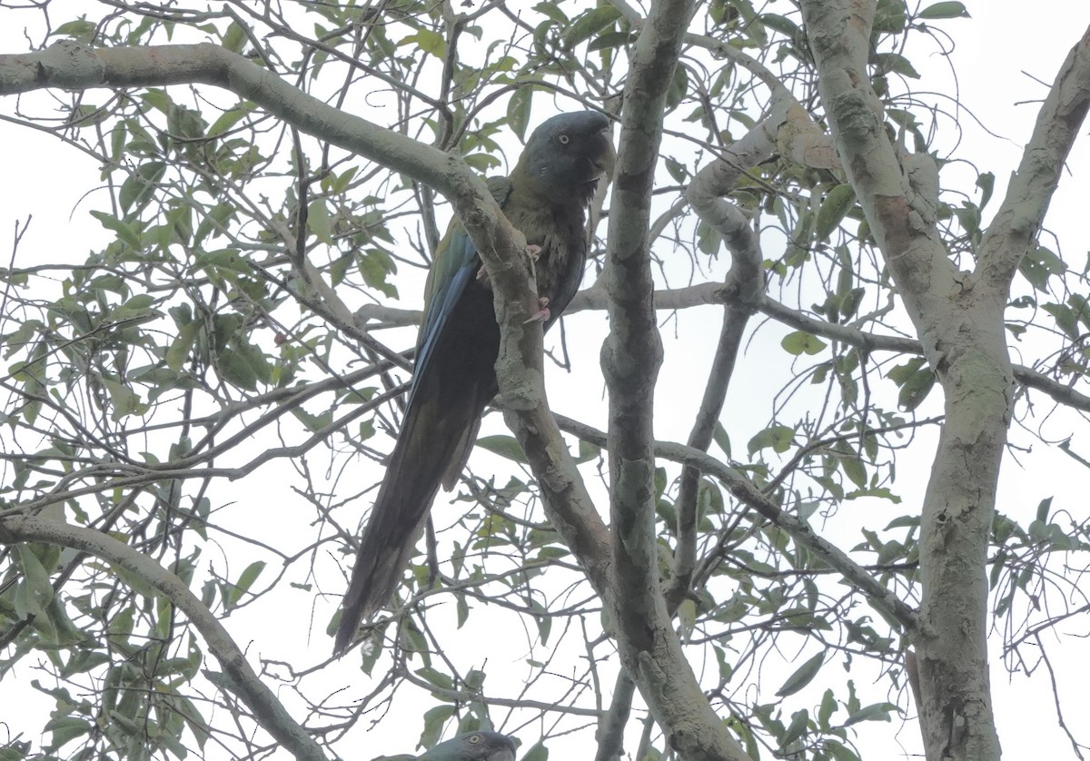 Blue-headed Macaw - ML638178512