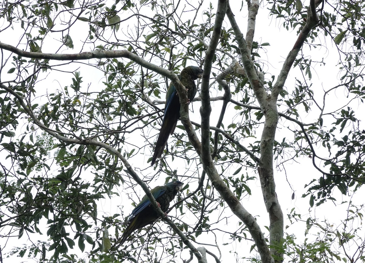 Blue-headed Macaw - ML638178513