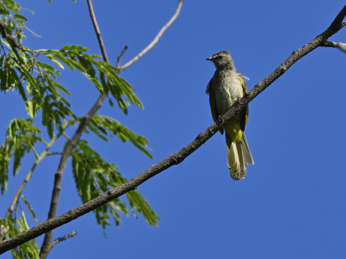 Flavescent Bulbul - ML638178521