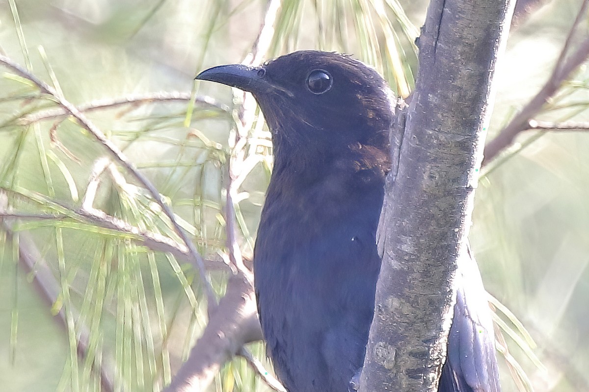 Square-tailed Drongo-Cuckoo - ML638178537