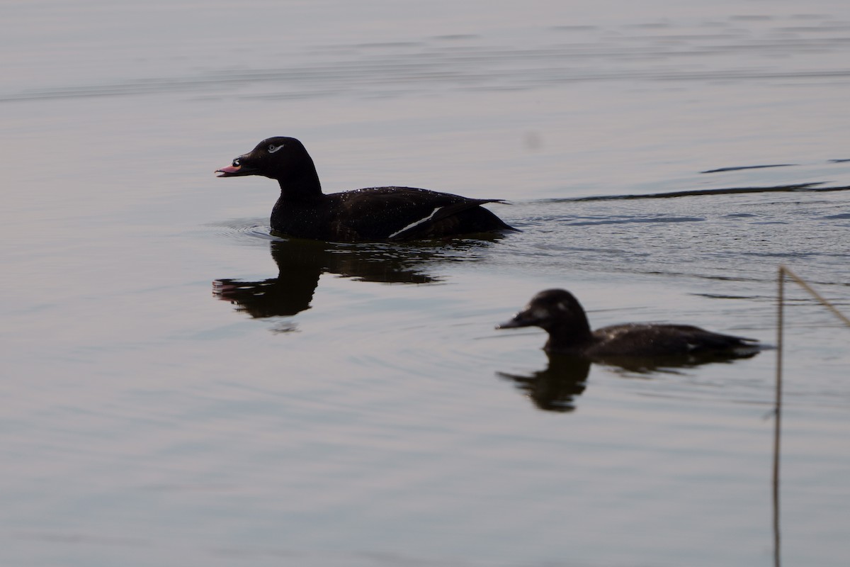 White-winged Scoter - ML638178544