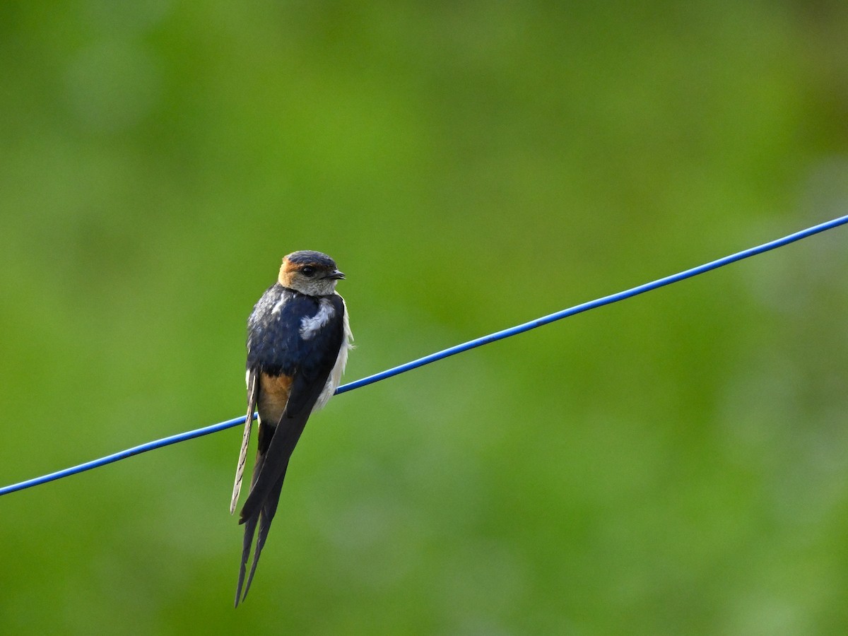 Eastern Red-rumped Swallow - ML638178590