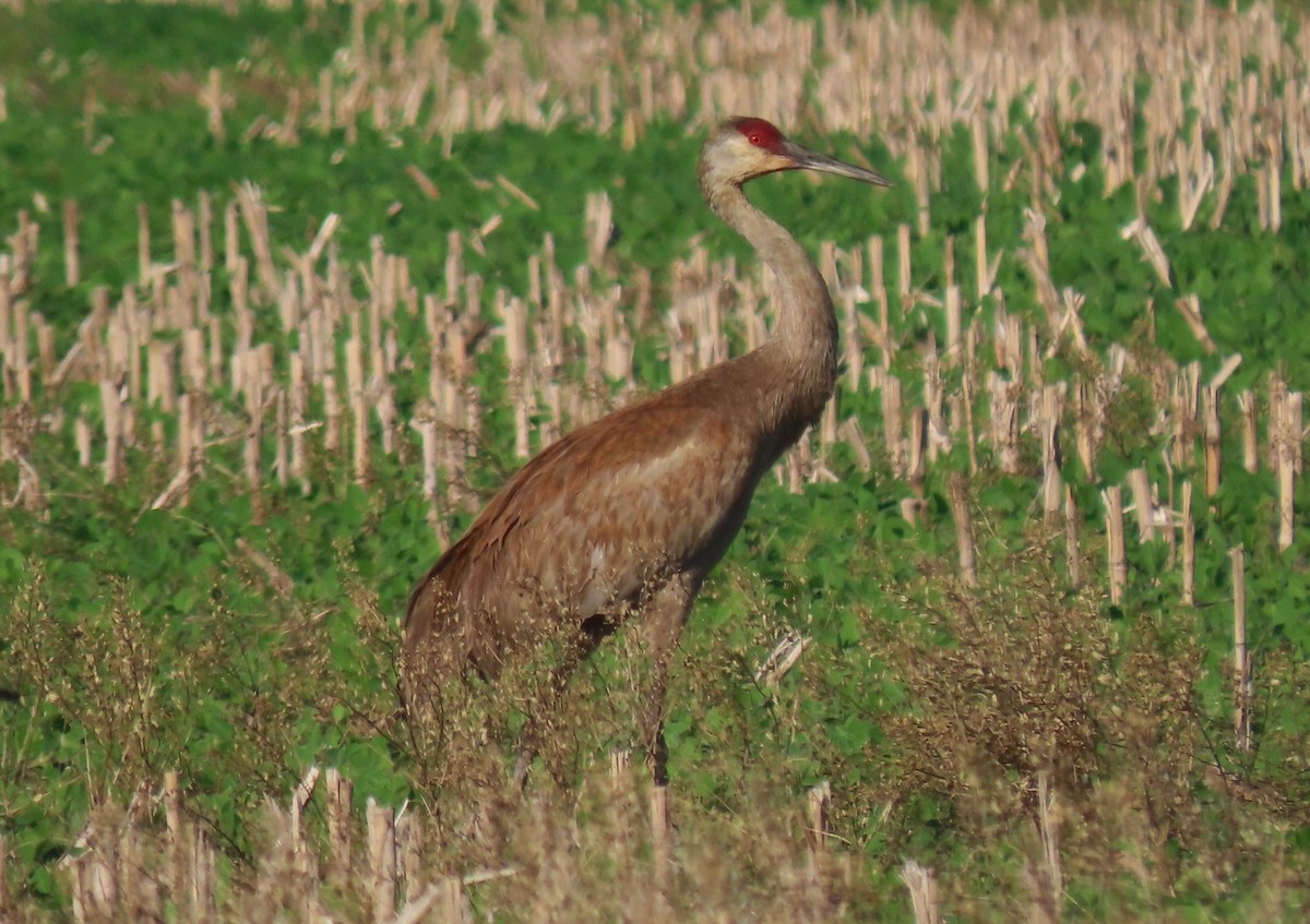 Sandhill Crane - ML638178610