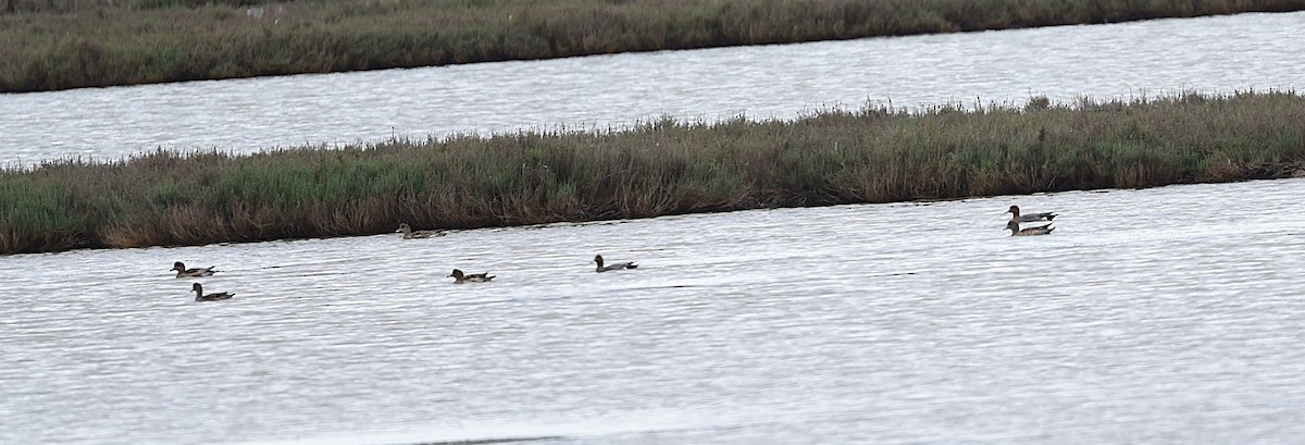 Eurasian Wigeon - ML638178613