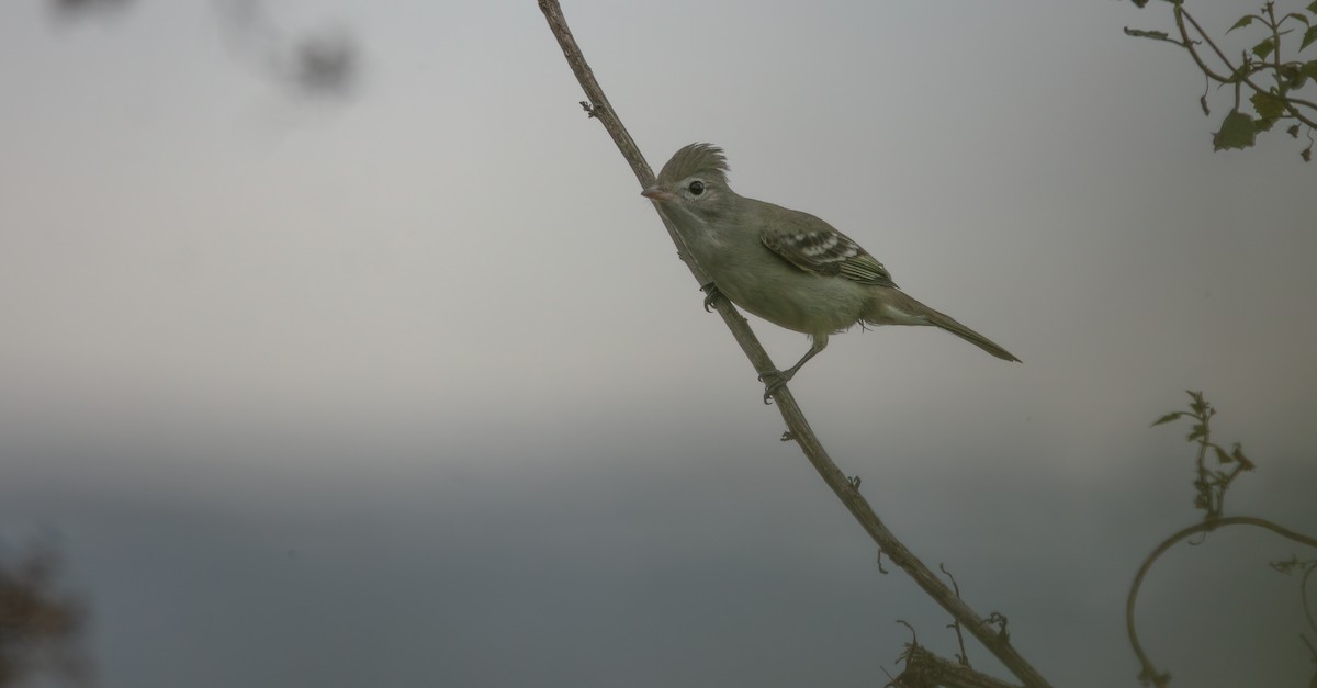Yellow-bellied Elaenia - ML638178616