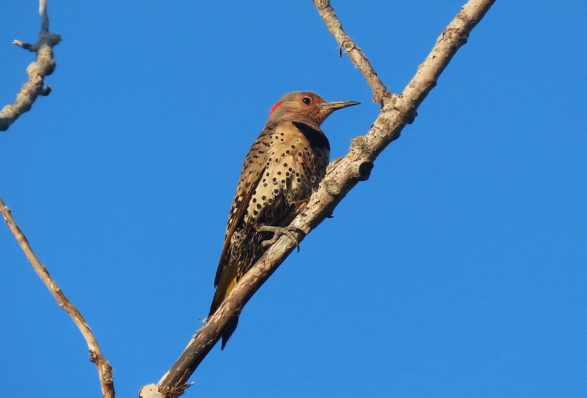 Northern Flicker - ML638178622