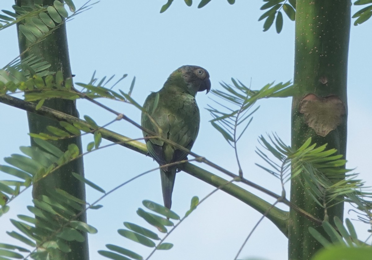 Dusky-headed Parakeet - ML638178634