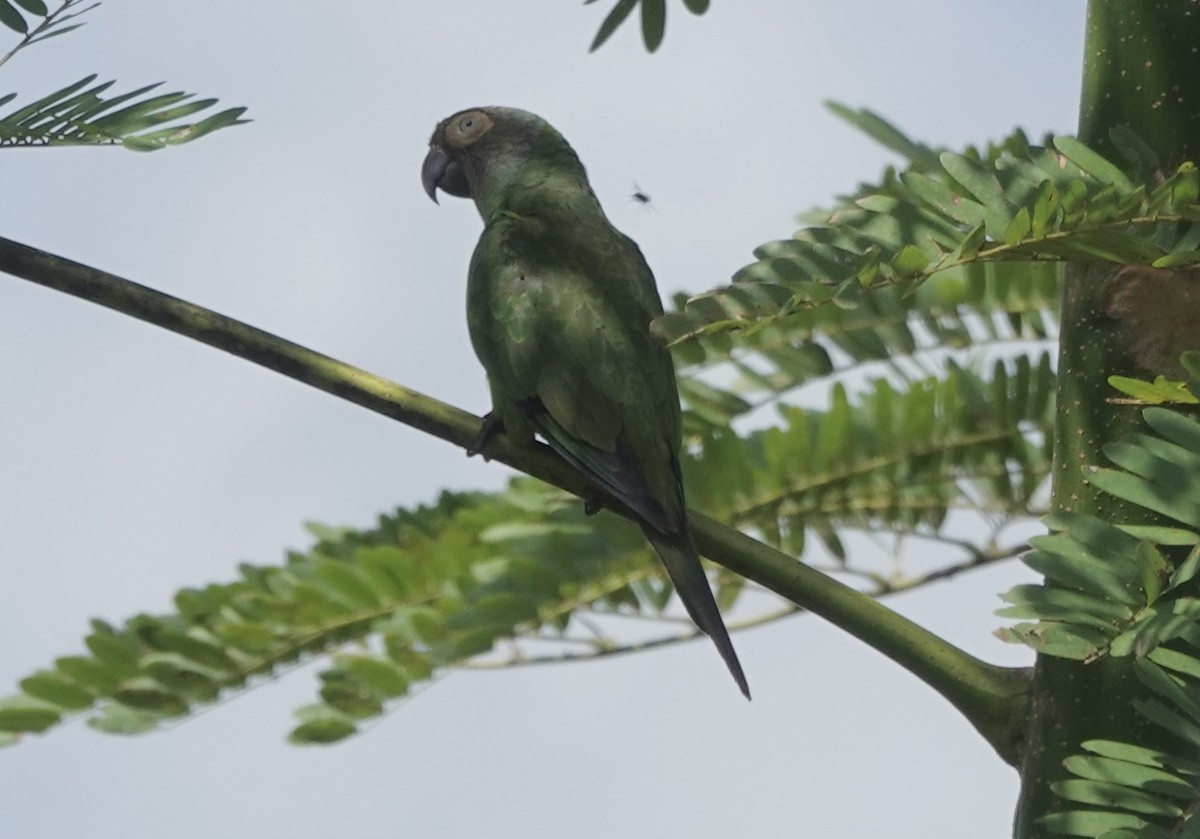 Dusky-headed Parakeet - ML638178635