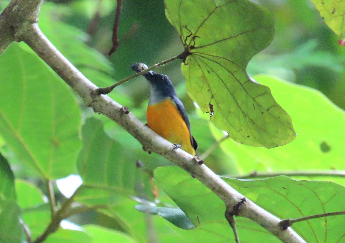 Orange-bellied Flowerpecker - ML638178641