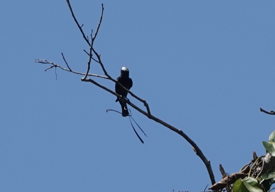 Long-tailed Tyrant - ML638178651