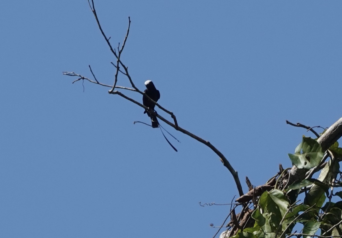 Long-tailed Tyrant - ML638178652