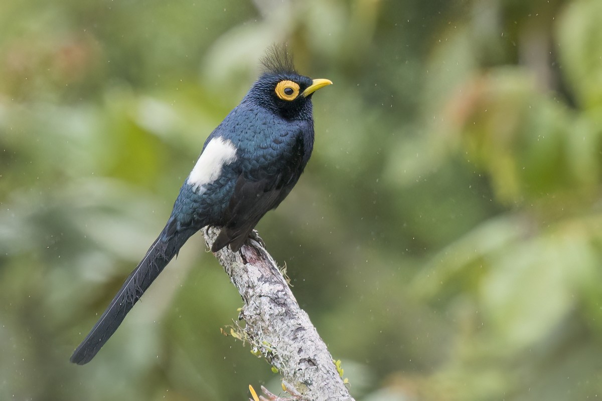 Apo Myna - ML638178653