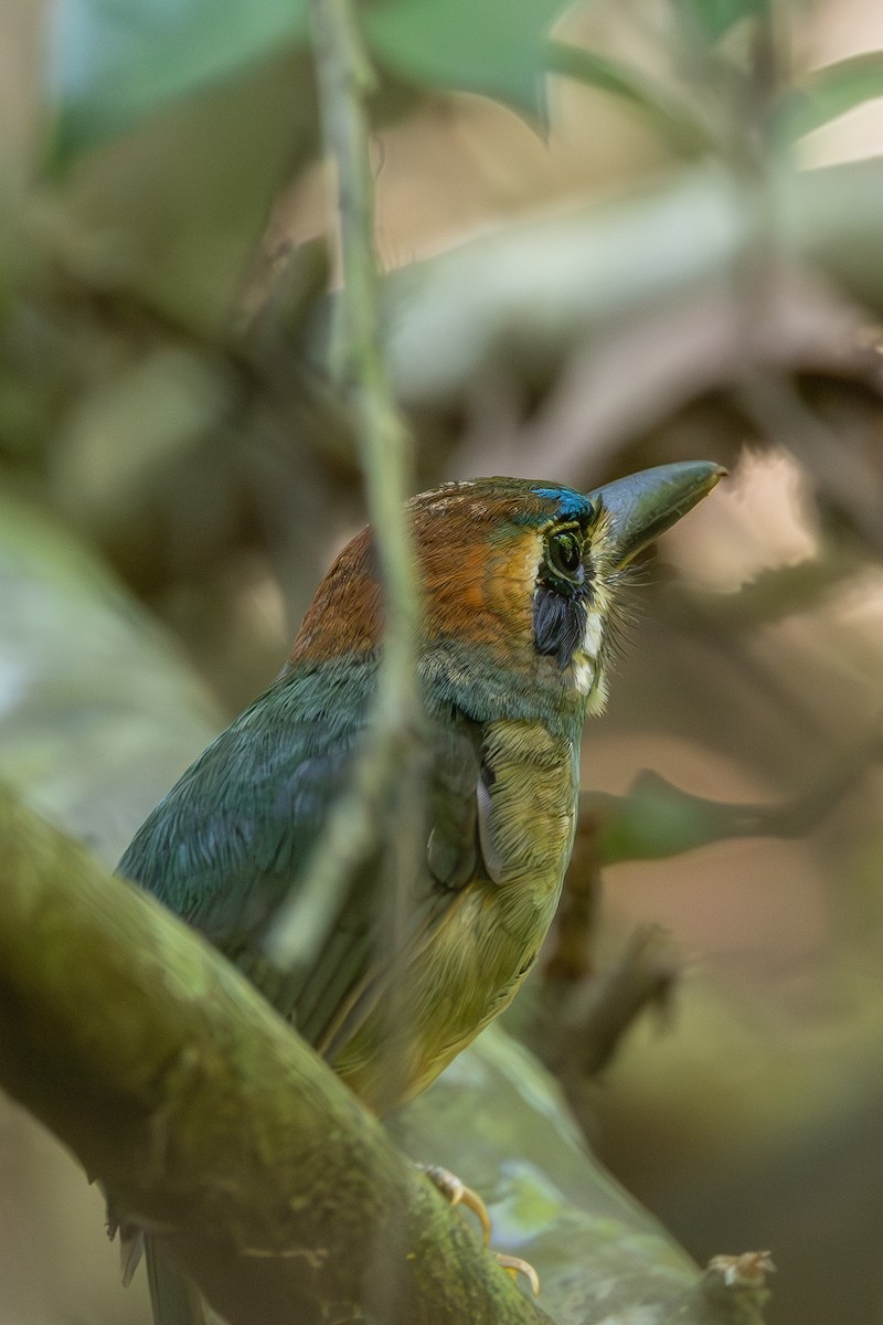 Tody Motmot - ML638178654