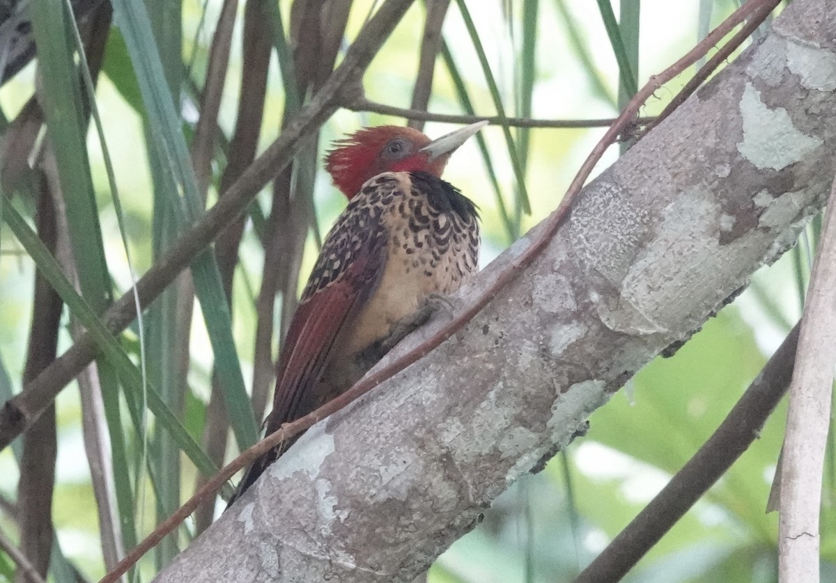 Rufous-headed Woodpecker - ML638178759