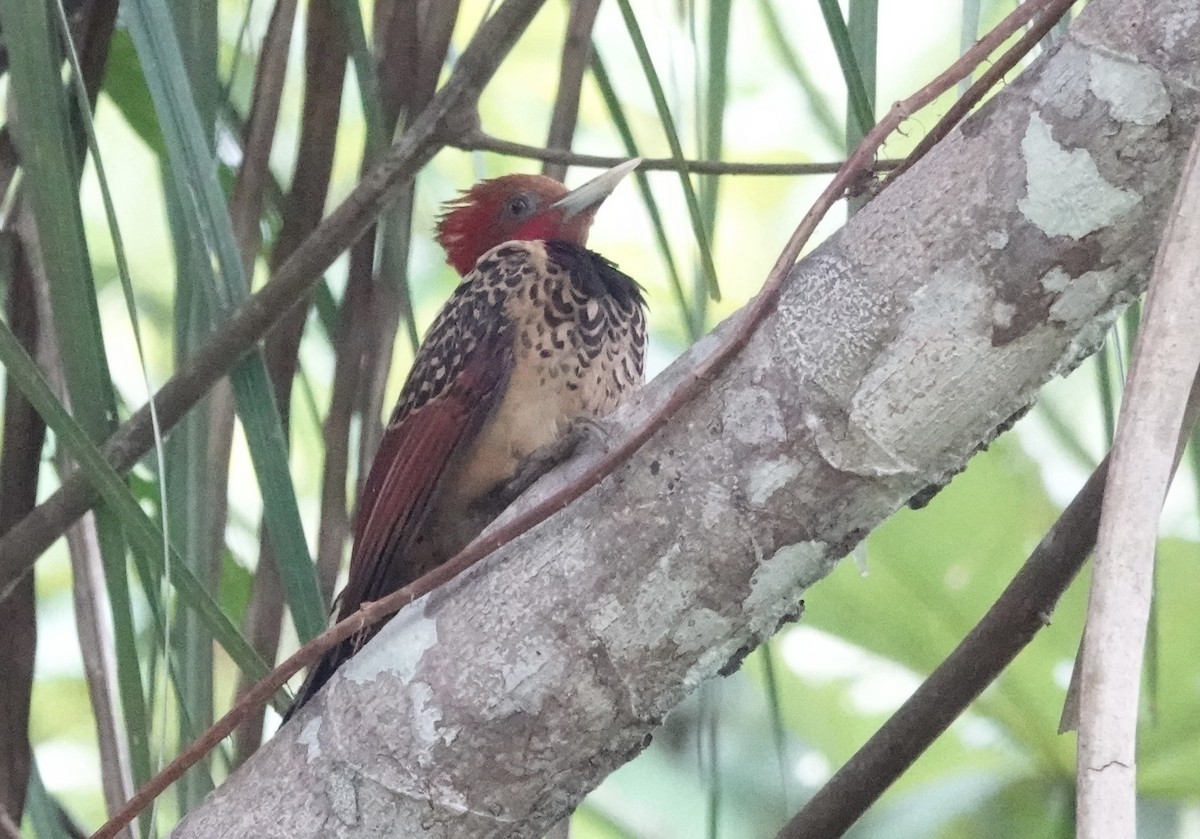 Rufous-headed Woodpecker - ML638178760