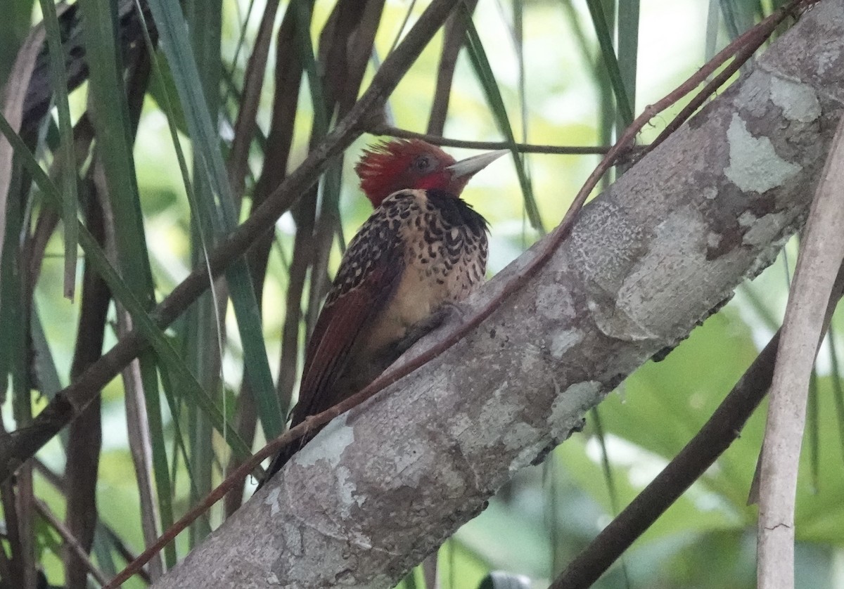 Rufous-headed Woodpecker - ML638178761