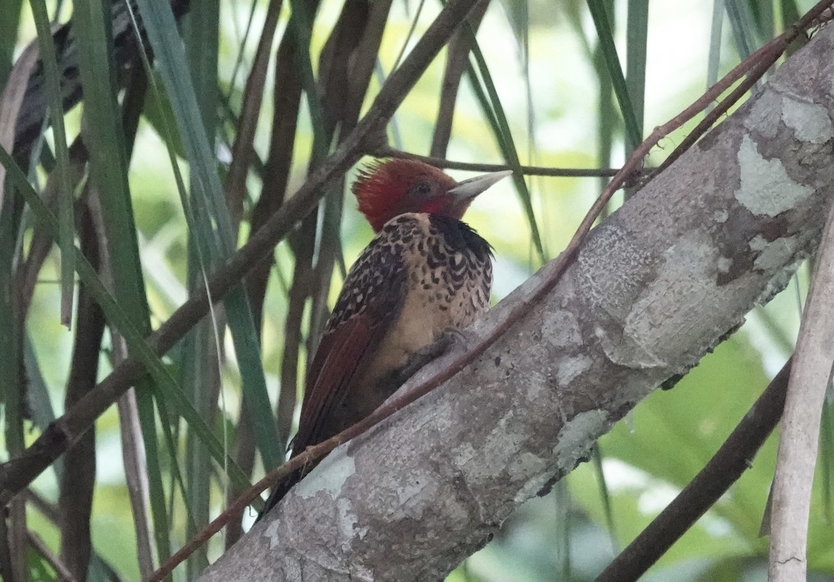 Rufous-headed Woodpecker - ML638178762