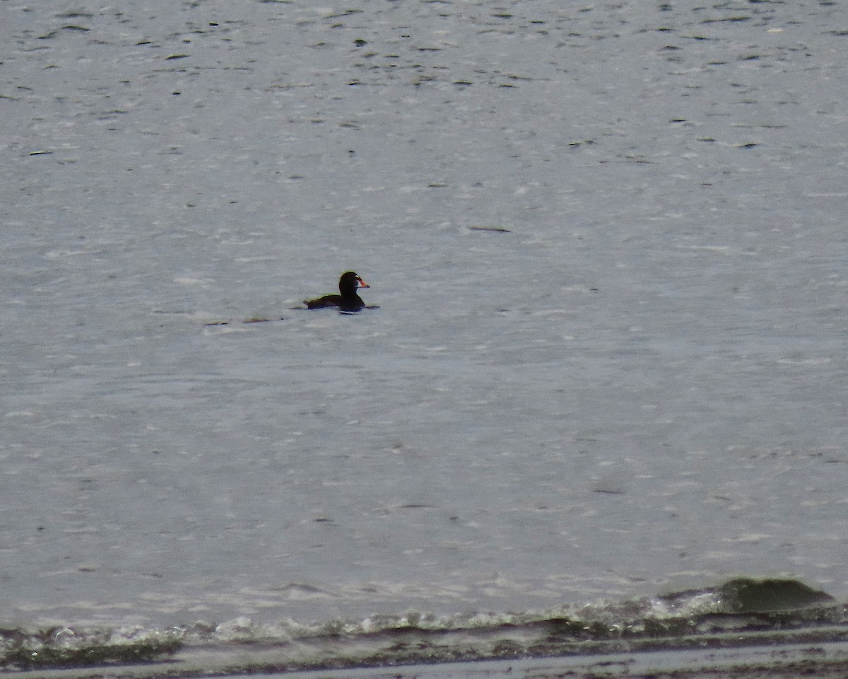 Surf Scoter - ML638178779