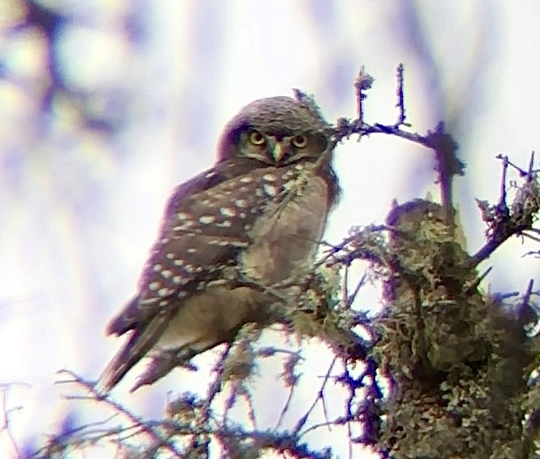 Northern Hawk Owl - ML638178780