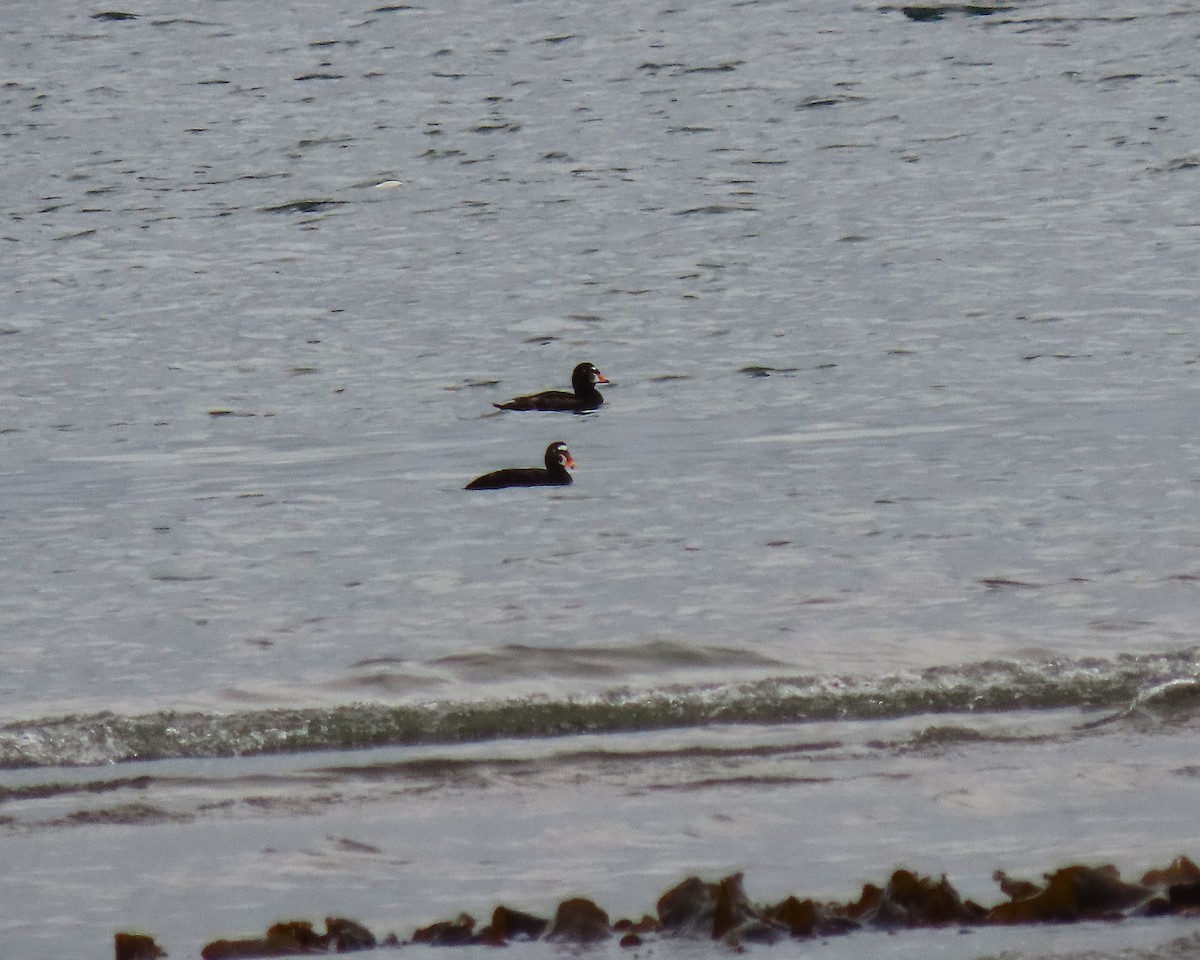 Surf Scoter - ML638178782