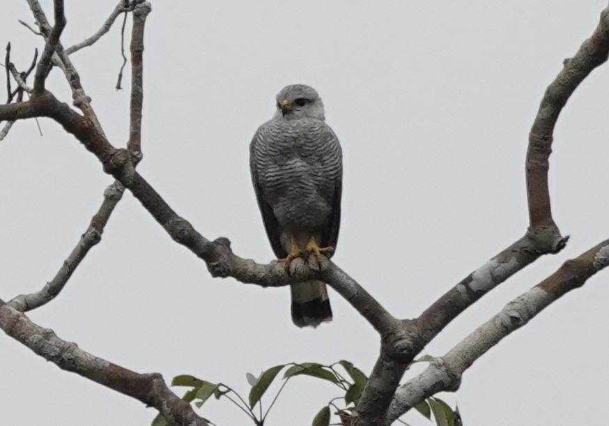 Gray-lined Hawk - ML638178820