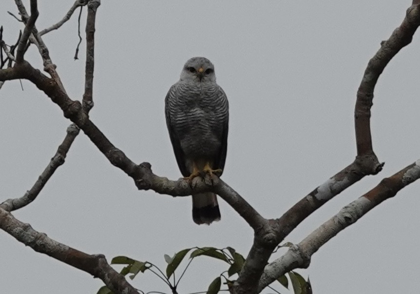 Gray-lined Hawk - ML638178821