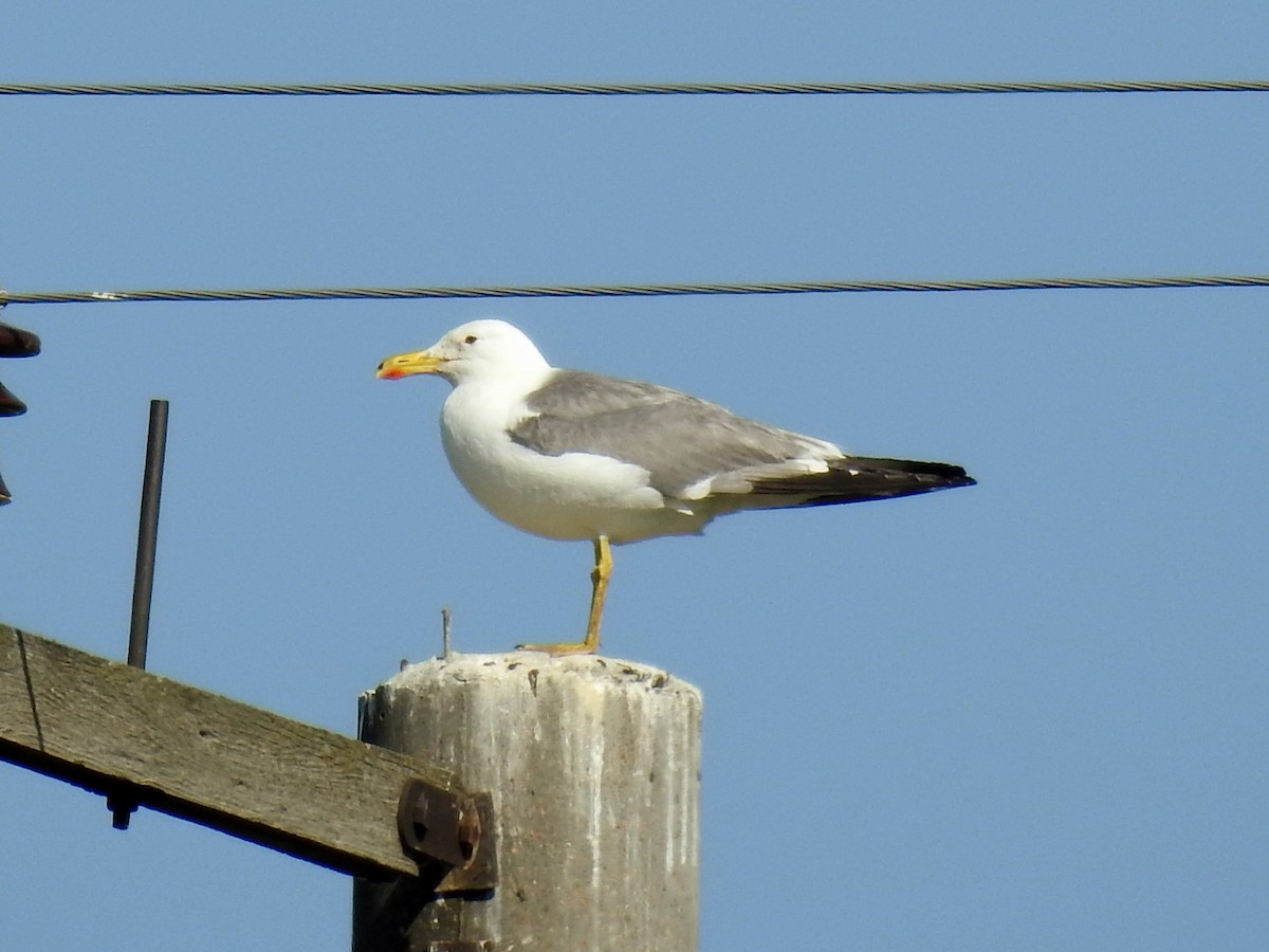Armenian Gull - ML638178838