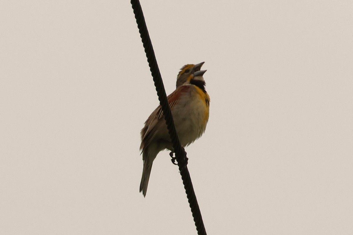 Dickcissel - ML638178846