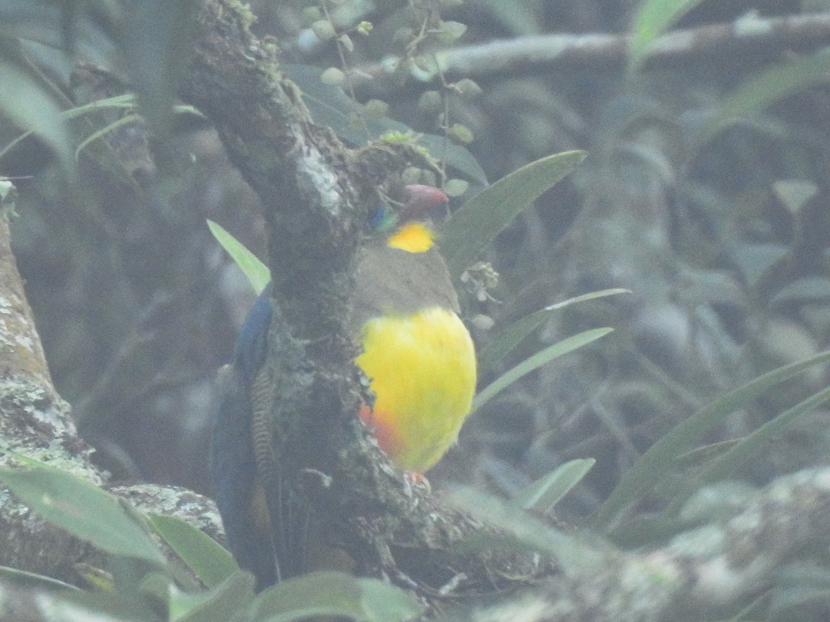 Javan Trogon - ML638178851