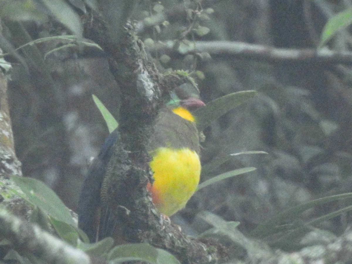 Javan Trogon - ML638178852