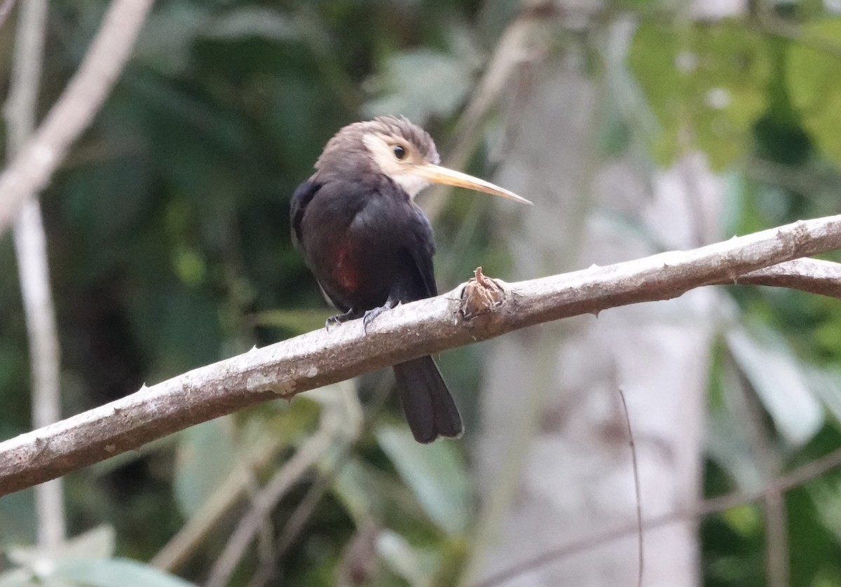 White-throated Jacamar - ML638178854
