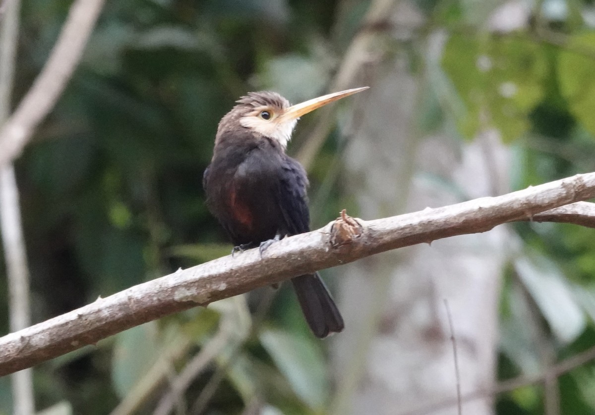 White-throated Jacamar - ML638178855