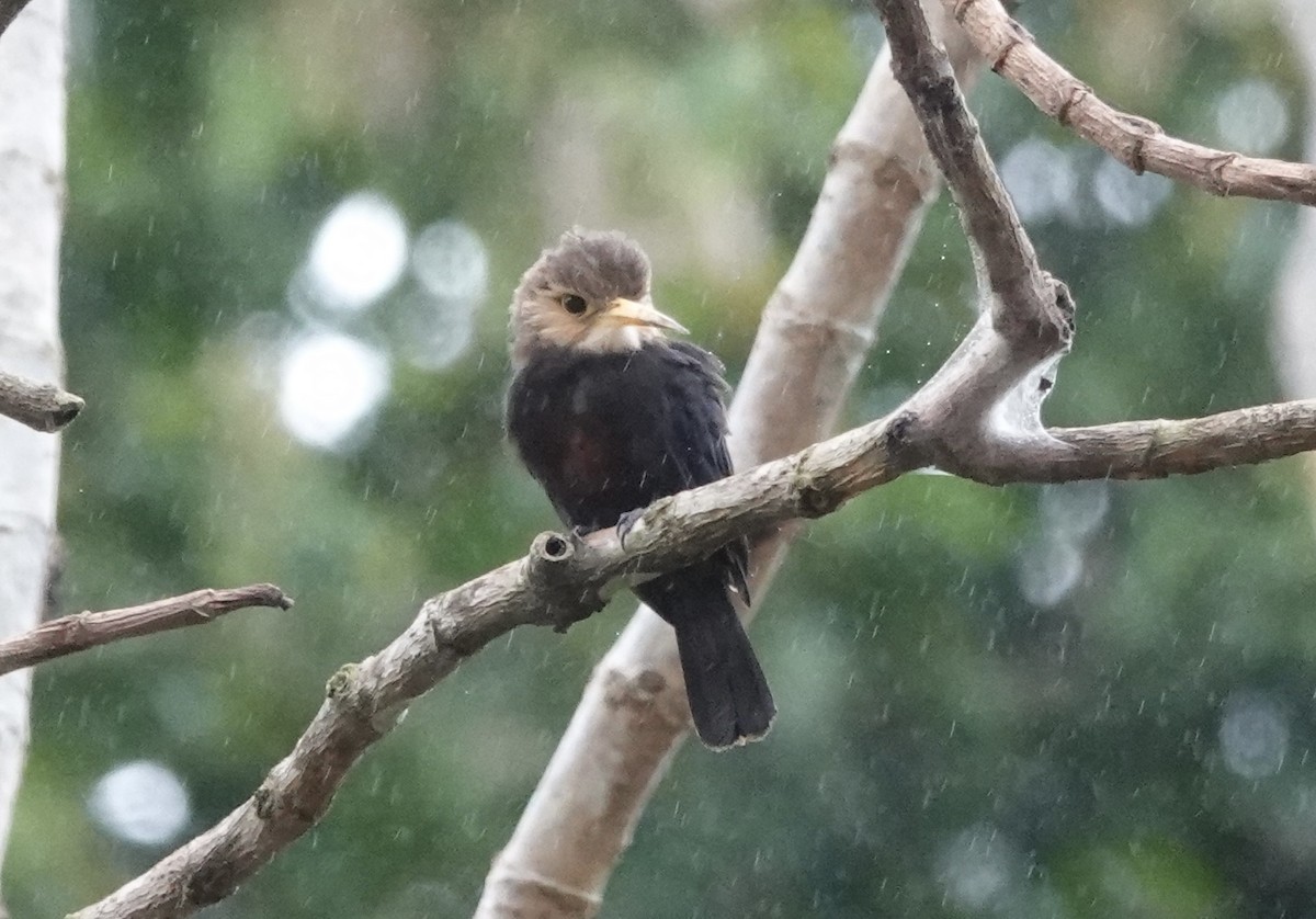 White-throated Jacamar - ML638178856