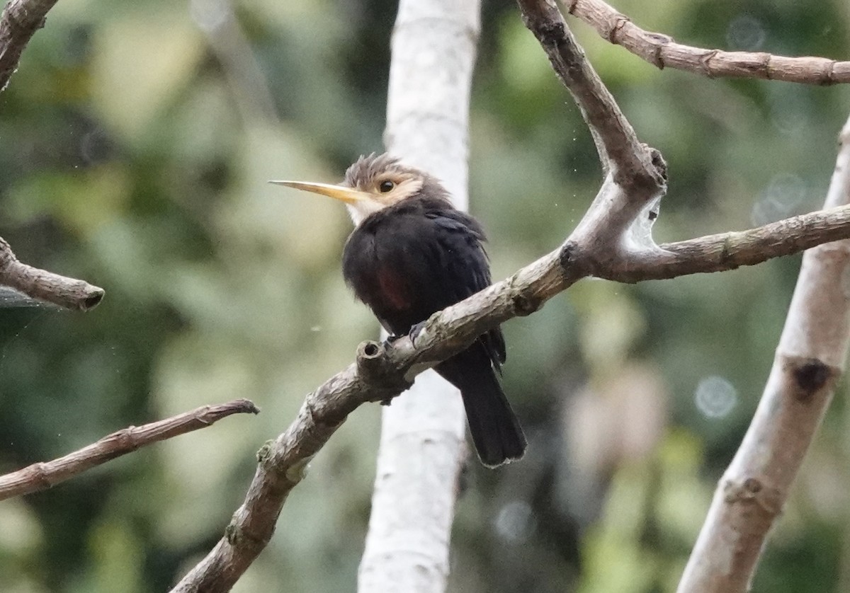 White-throated Jacamar - ML638178857
