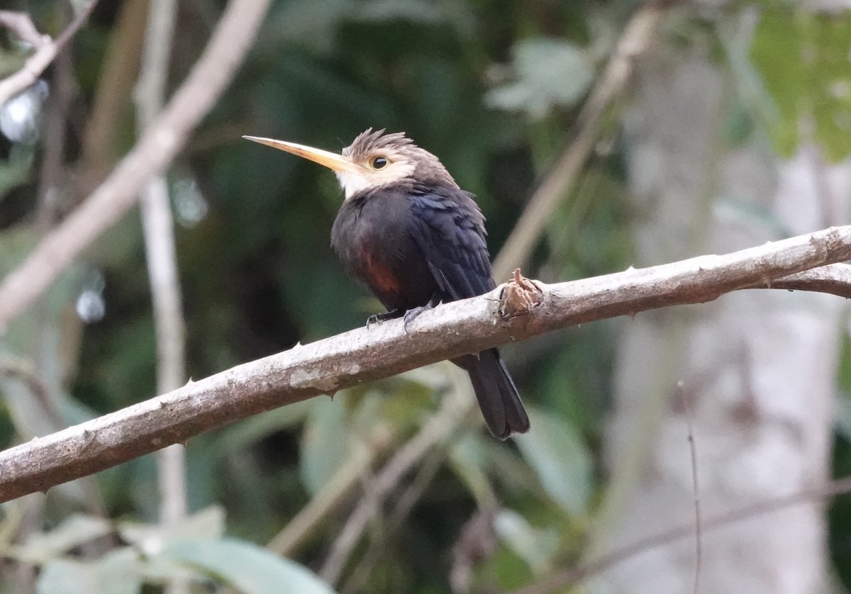 White-throated Jacamar - ML638178858